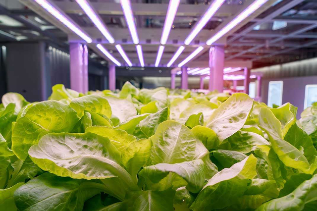 14_horticulture